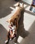 Clay (Ellie's Canine Rescue & Rehome) Carousel 9