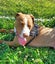 Clay (Ellie's Canine Rescue & Rehome) Carousel 2