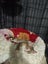 Binx - Spot Rescue Carousel 3