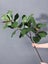 3.6Ft Artificial Magnolia Tree For Home Garden Office Decoration Carousel 5