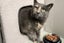 Cats Protection Canterbury - Lucy-Lu Carousel 1