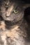 Cats Protection Canterbury - Lucy-Lu Carousel 2