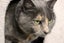 Cats Protection Canterbury - Lucy-Lu Carousel 3