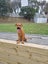 Jerry (Ellie's Canine Rescue & Rehome) Carousel 4
