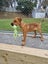 Jerry (Ellie's Canine Rescue & Rehome) Carousel 5
