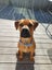 Jerry (Ellie's Canine Rescue & Rehome) Carousel 1