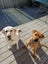 Jerry (Ellie's Canine Rescue & Rehome) Carousel 3