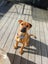 Jerry (Ellie's Canine Rescue & Rehome) Carousel 2