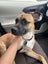 Staffy x Red Heeler for Adoption Carousel 3