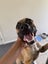 Staffy x Red Heeler for Adoption Carousel 4