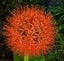Scadoxus katherinae paintbrush fireball lily Carousel 1