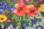 Large 100 x 40 cm Contemporary Painting Floral Surge Perfect for Above Bed/Sofa Carousel 13