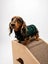 dog jersey Carousel 6