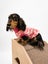 dog jersey Carousel 7