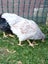 Loading Image 2 of 2