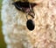 Loshall Smart Tag (Apple/Android) Black Carousel 4