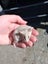 Baby boy mouse Carousel 3