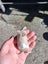 Baby boy mouse Carousel 2