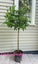 laurus nobilis bay tree standard 13L Carousel 4