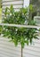 laurus nobilis bay tree standard 13L Carousel 5