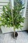 laurus nobilis bay tree standard 13L Carousel 6