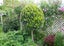 laurus nobilis bay tree standard 13L Carousel 7
