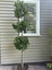 Multi-layered Laurus nobilis Standard - 18L Carousel 5