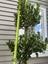 Multi-layered Laurus nobilis Standard - 18L Carousel 6