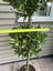 Multi-layered Laurus nobilis Standard - 18L Carousel 7