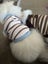 Ragdoll Kitten Carousel 5