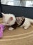 Ragdoll Kitten Carousel 6