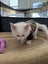 Ragdoll Kitten Carousel 7