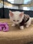 Ragdoll Kitten Carousel 8