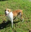 HUMANE SOCIETY RESCUE DOG - RIZZO the WHIPPET X Carousel 1