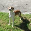 HUMANE SOCIETY RESCUE DOG - RIZZO the WHIPPET X Carousel 2