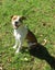 HUMANE SOCIETY RESCUE DOG - RIZZO the WHIPPET X Carousel 3