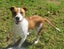 HUMANE SOCIETY RESCUE DOG - RIZZO the WHIPPET X Carousel 4