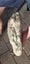RAW POUNAMU 18lb FLOWER JADE SPECIMEN Carousel 6