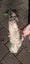 RAW POUNAMU 18lb FLOWER JADE SPECIMEN Carousel 5