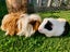 Guinea Pigs - Billy & Oreo Carousel 1
