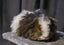 Fluffy ginniepigs Carousel 4