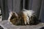 Fluffy ginniepigs Carousel 5