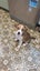 Beautiful Family/Hunting Pups Carousel 12