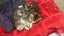 Truffle & Simon: A Bonded Pair Full of Personality Carousel 5