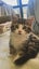 Truffle & Simon: A Bonded Pair Full of Personality Carousel 4