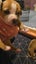 English Staffordshire Bull Terrier puppies Carousel 3