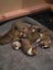 English Staffordshire Bull Terrier puppies Carousel 7
