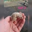 Baby girl mice Carousel 3