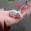Baby girl mice Carousel 6
