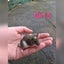 Baby girl mice Carousel 5